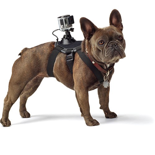 Крепление-упряжка для собак GoPro Fetch Dog Harness 